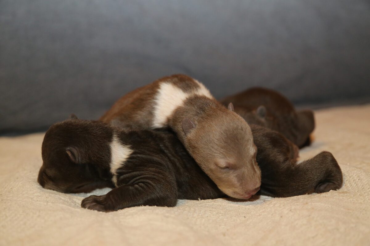 В Тверской области опубликовали послание медвежат-сирот