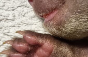 Медвежат в коробке подкинули в Центр спасения в Тверской области