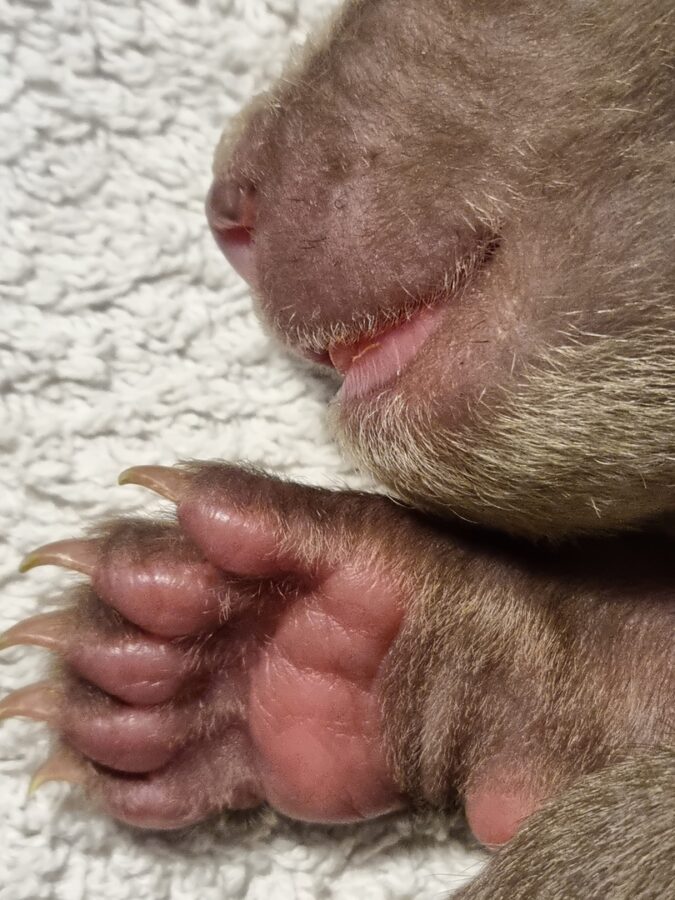 Медвежат в коробке подкинули в Центр спасения в Тверской области