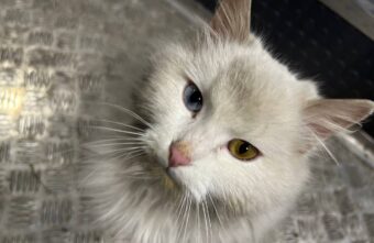 Коты спецоперации: подборка фотографий