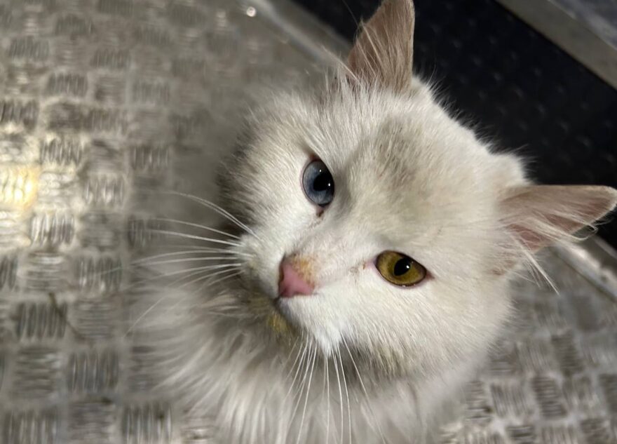 Коты спецоперации: подборка фотографий