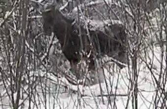 Жителей Тверской области просят не фотографироваться с дикой лосихой