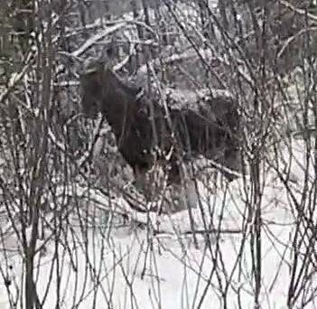 Жителей Тверской области просят не фотографироваться с дикой лосихой
