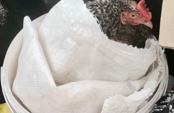 На трассе под Тверью курица заблокировала выезд из города На трассе под Тверью курица заблокировала выезд из города