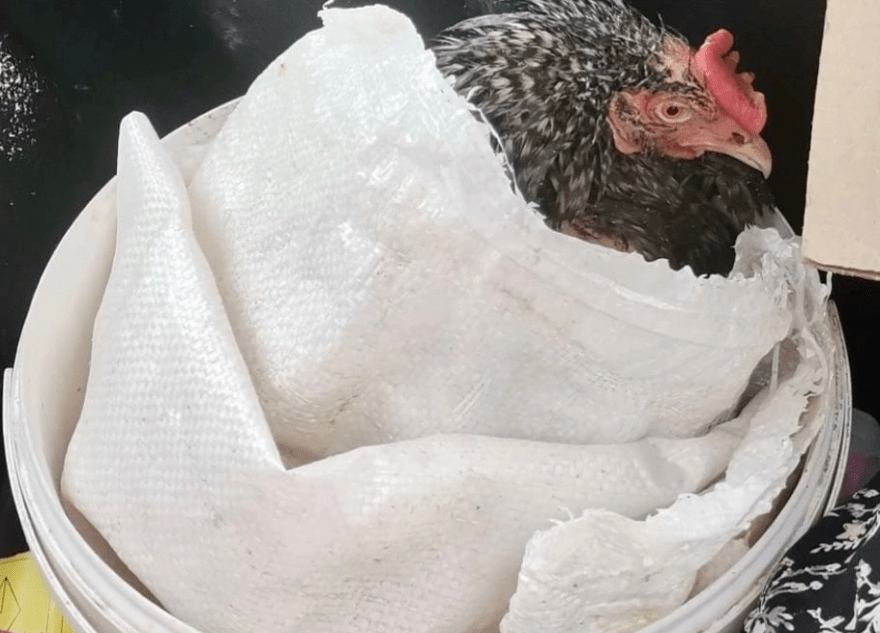 На трассе под Тверью курица заблокировала выезд из города