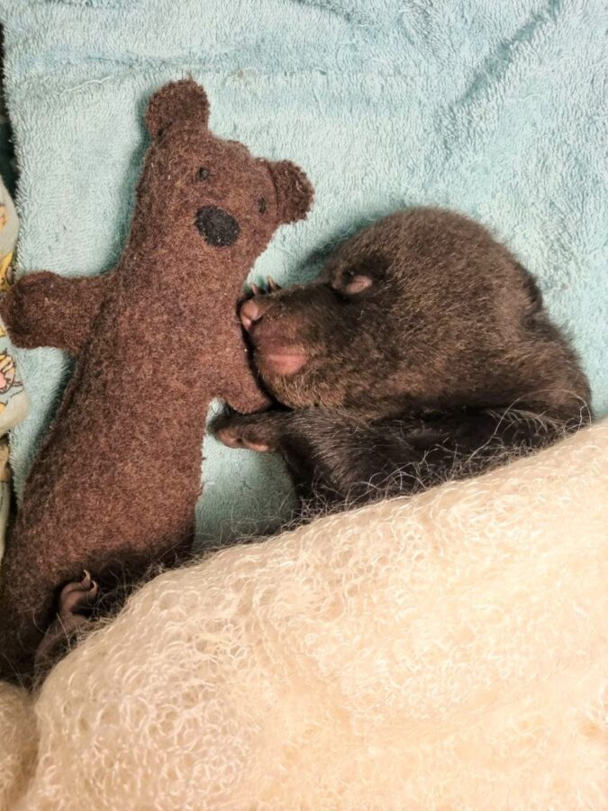 Ухудшилось состояние воспитанников Центра спасения медвежат-сирот