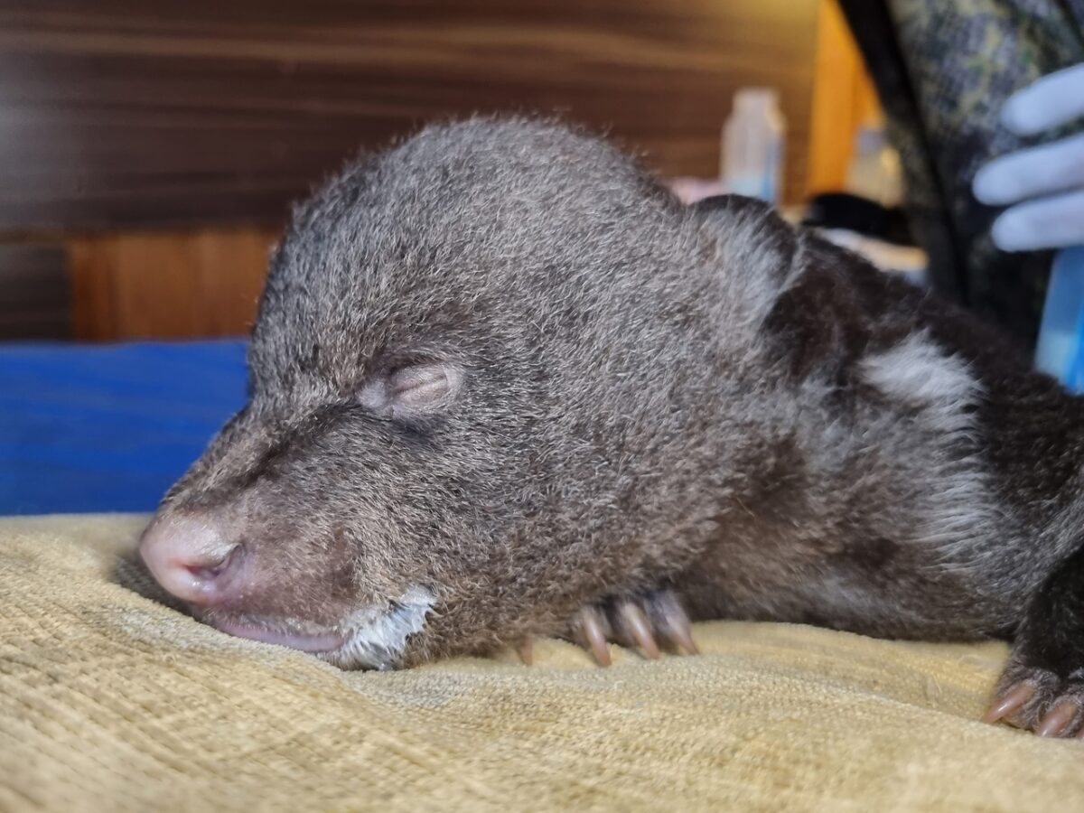 В Тверскую область привезли медвежонка, спасенного охотоведом в Вологодской области