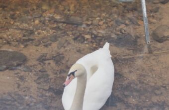 В Тверской области ищут пропавшего лебедя, оставившего свою подругу В Тверской области ищут пропавшего лебедя, оставившего свою подругу
