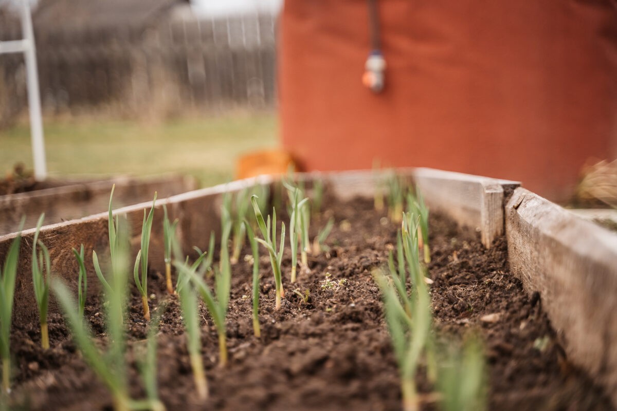 В Твери до осени будет работать ярмарка рассады и посадочного материала