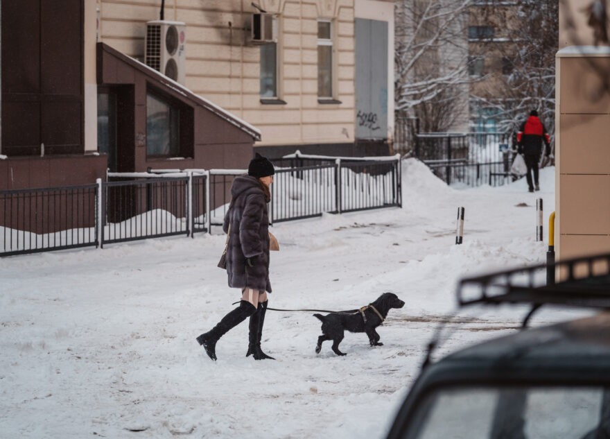 В Твери готовится к открытию «Пёсокафе»