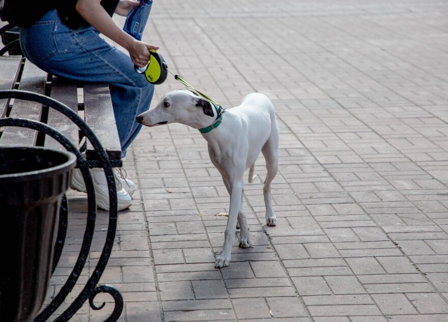 Кинологи рассказали, какого пола собаку выбрать