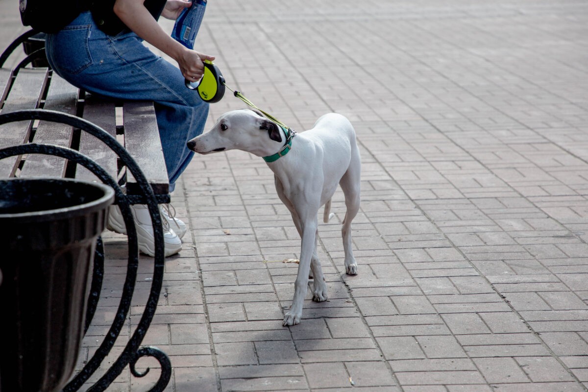 Кинологи рассказали, какого пола собаку выбрать
