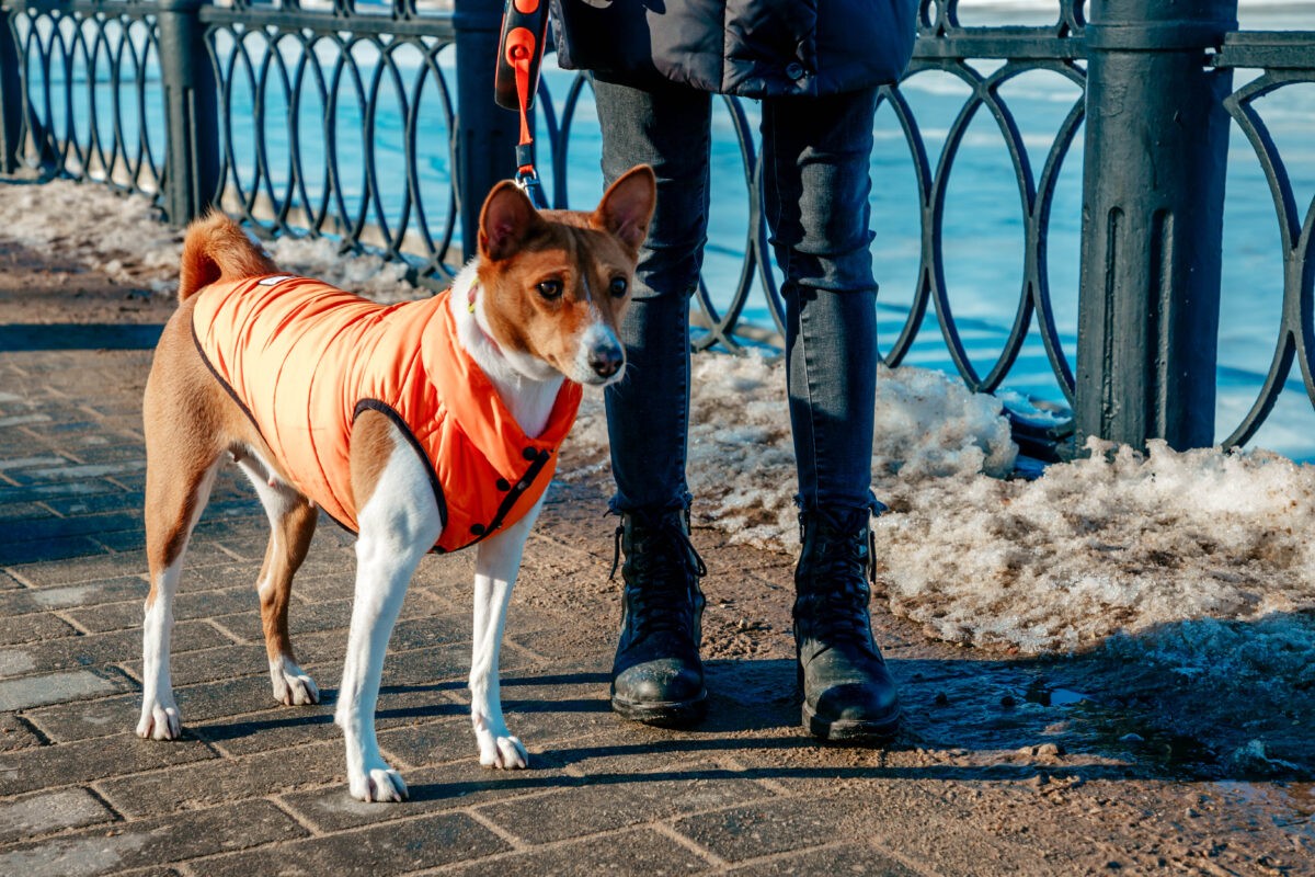 Кинолог рассказал, как собаководы могут узнать о здоровье своего питомца