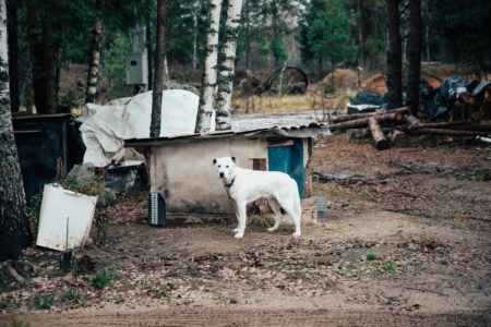 В России предложили пожизненно содержать бездомных собак в приютах