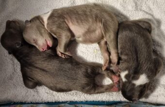 Появилось первое видео крохотных медвежат, которых спасают в Тверской области