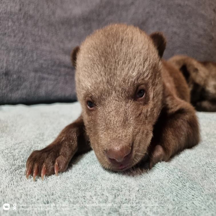 Стало известно, почему привезенные в Тверскую область двойняшки остались без мамы