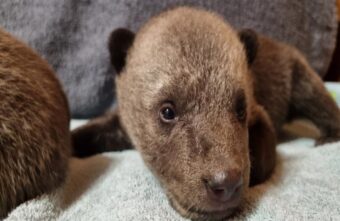 В Центр спасения медвежат-сирот в Тверской области едет пополнение В Центр спасения медвежат-сирот в Тверской области едет пополнение