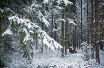 Жителей Тверской области просят не трогать раненую лосиху