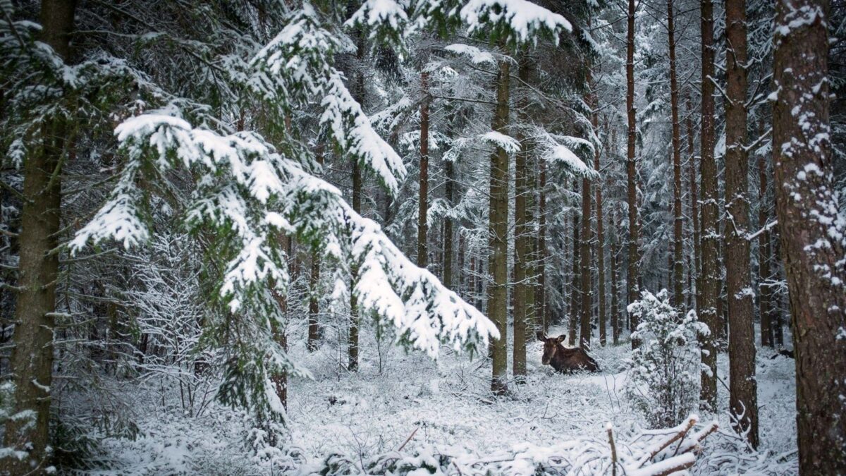 Жителей Тверской области просят не трогать раненую лосиху