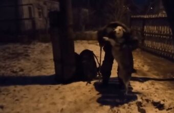 Настоящий друг: собака дождалась своего хозяина из зоны СВО