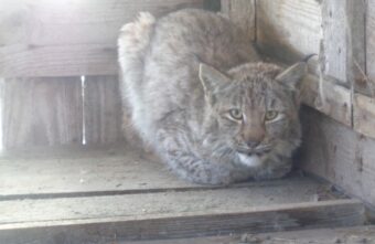 В реабилитационный центр для животных в Тверской области привезли осиротевшего рысёнка