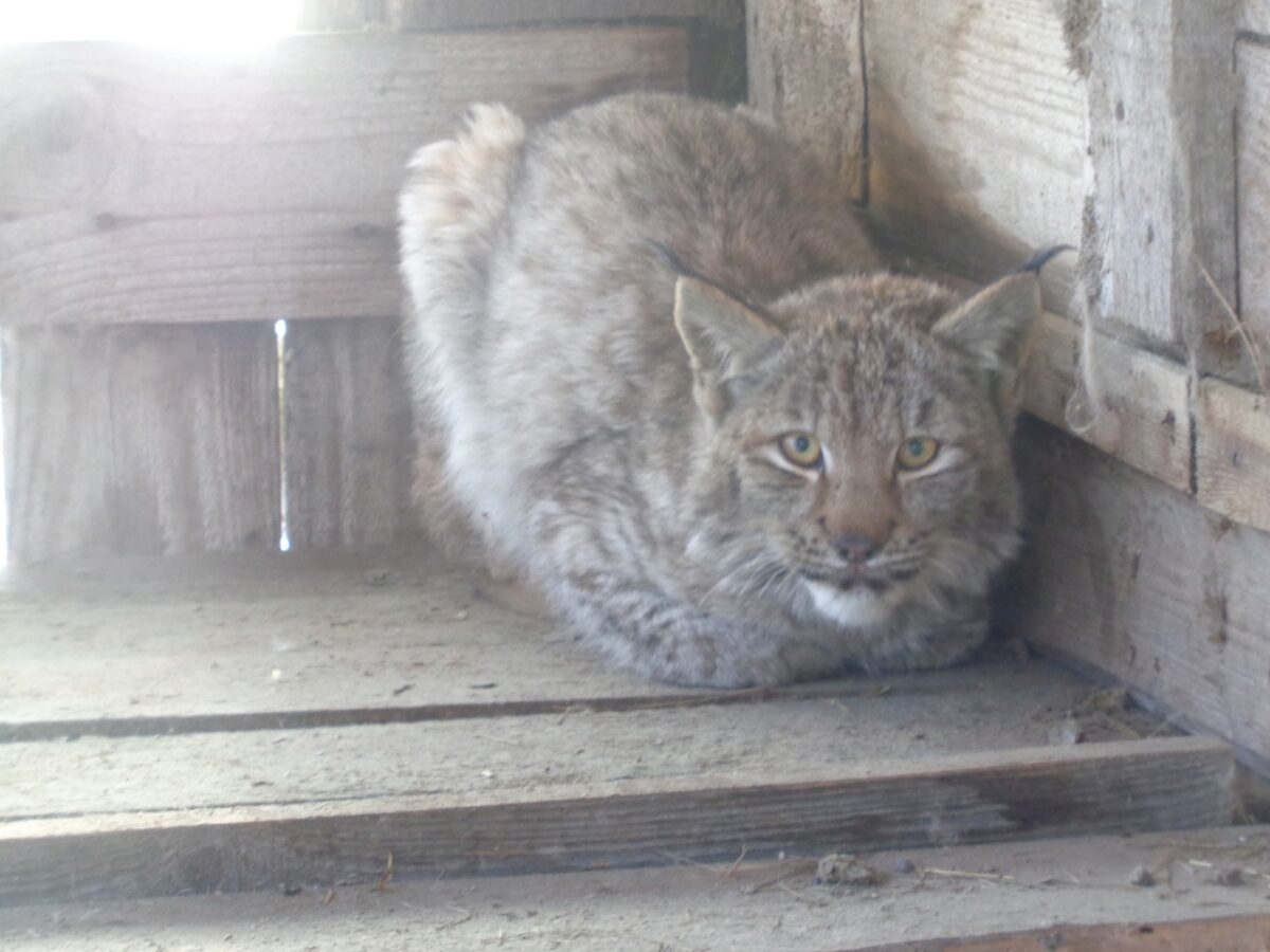 В реабилитационный центр для животных в Тверской области привезли осиротевшего рысёнка