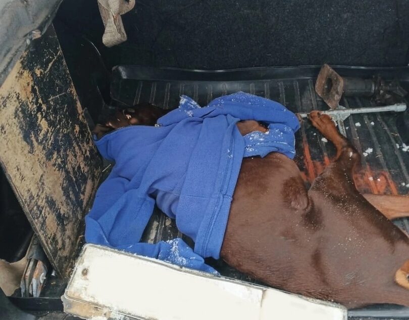 В Тверской области безответственный водитель насмерть сбил собаку В Тверской области безответственный водитель насмерть сбил собаку