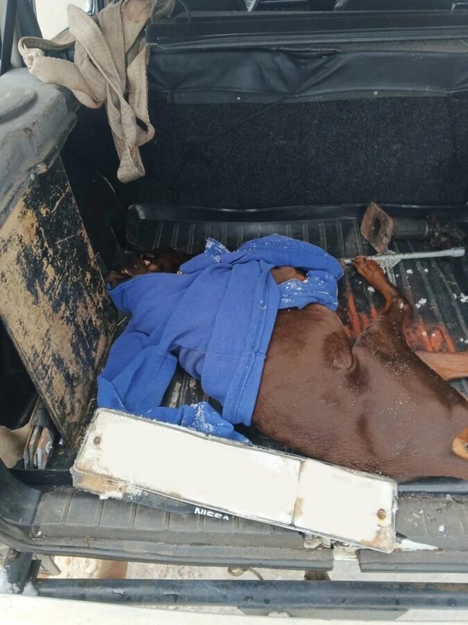 В Тверской области безответственный водитель насмерть сбил собаку В Тверской области безответственный водитель насмерть сбил собаку