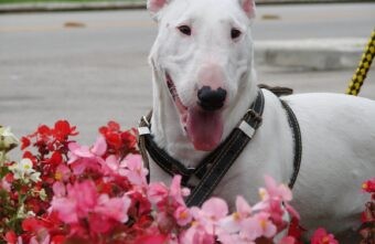 В СПЧ обсудят идею приравнять бойцовских собак к оружию