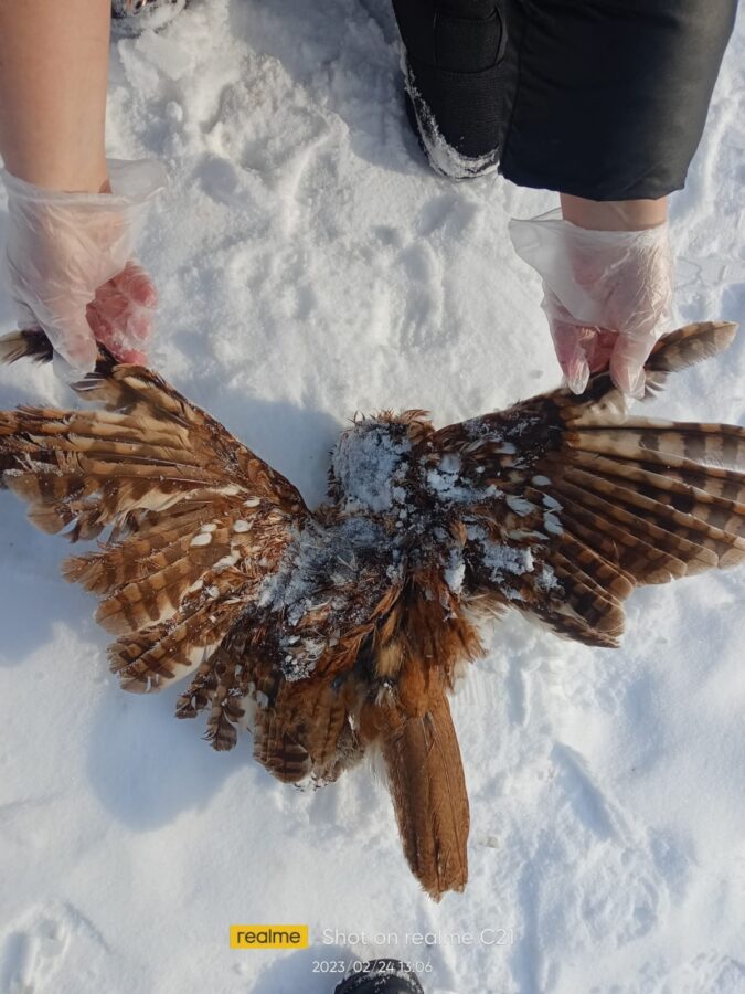В Твери сова Маня осталась вдовой