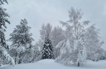 Центр спасения медвежат-сирот остался без электричества с больным воспитанником