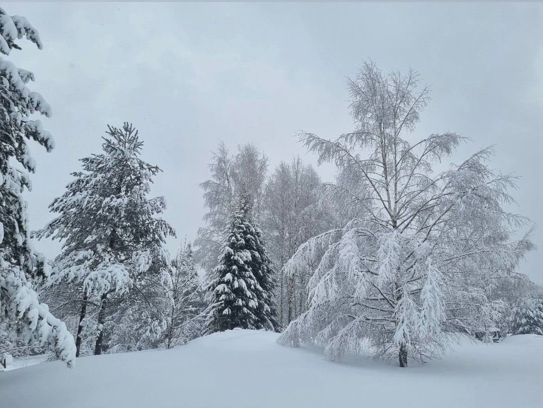 Центр спасения медвежат-сирот остался без электричества с больным воспитанником