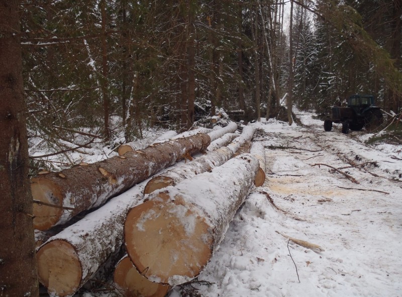Житель Тверской области нанимал рабочих для незаконной рубки леса