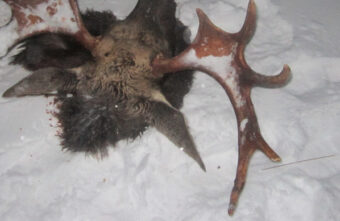 В Тверской области задержали охотника, убившего лося