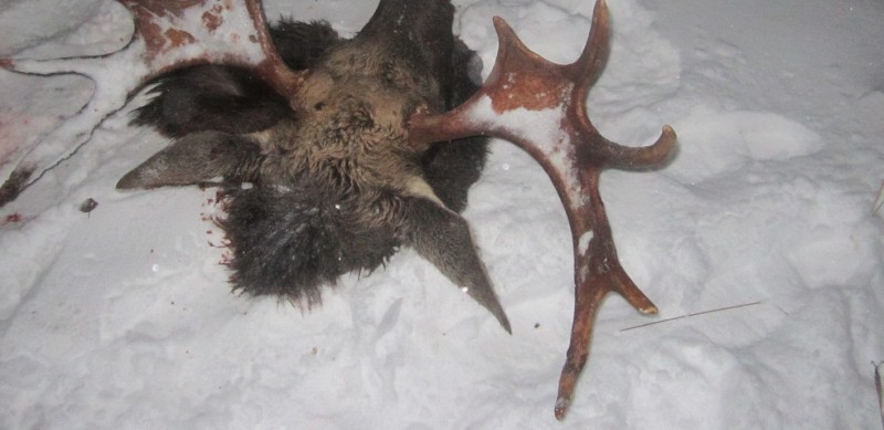 В Тверской области задержали охотника, убившего лося