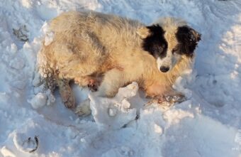В Тверской области спасли упавшую с моста собаку В Тверской области спасли упавшую с моста собаку