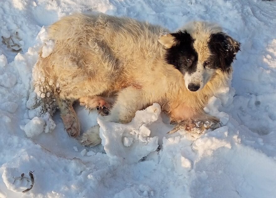 В Тверской области спасли упавшую с моста собаку