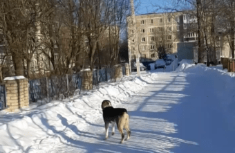 Крупный алабай бегает у школы в Тверской области