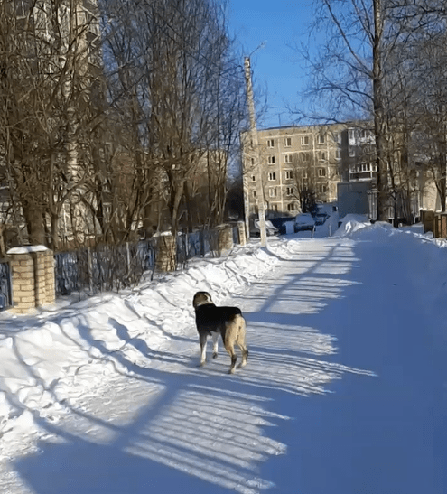 Крупный алабай бегает у школы в Тверской области