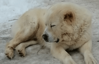 Агрессивная собака нападает на питомцев и людей в районе Твери