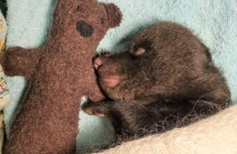 Биологи в Тверской области опубликовали видео с заболевшим медвежонком