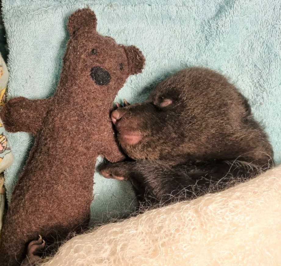 Биологи в Тверской области опубликовали видео с заболевшим медвежонком