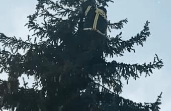 В Тверской области спасли кота, который 2 дня сидел на дереве В Тверской области спасли кота, который 2 дня сидел на дереве