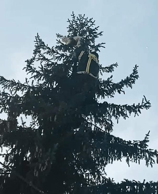 В Тверской области спасли кота, который 2 дня сидел на дереве