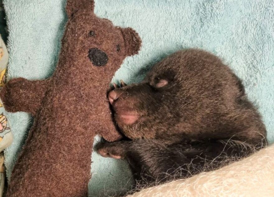 Не спасли: ночью в Тверской области умер медвежонок