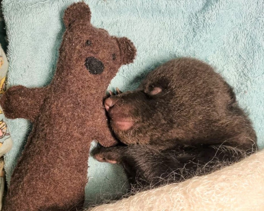Не спасли: ночью в Тверской области умер медвежонок