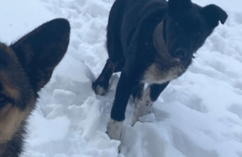 В Твери спасли собаку с трубой на шее