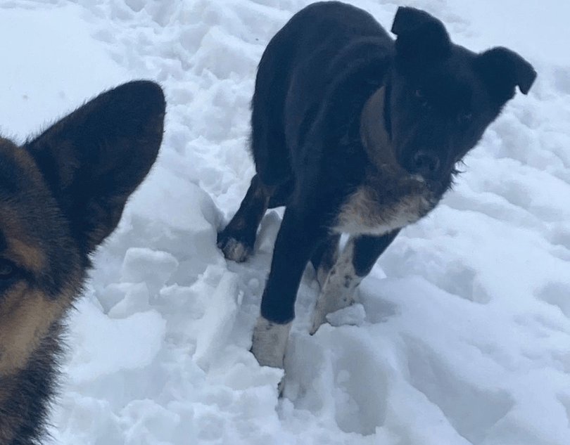 В Твери спасли собаку с трубой на шее