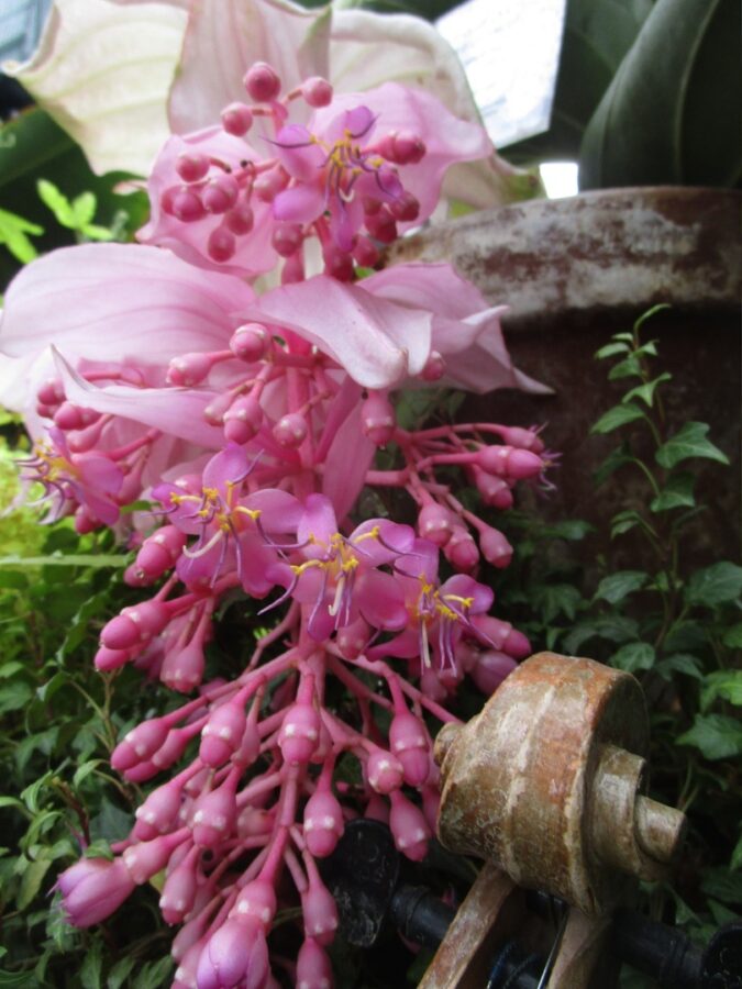 В Твери расцвела гламурная красавица Мединилла