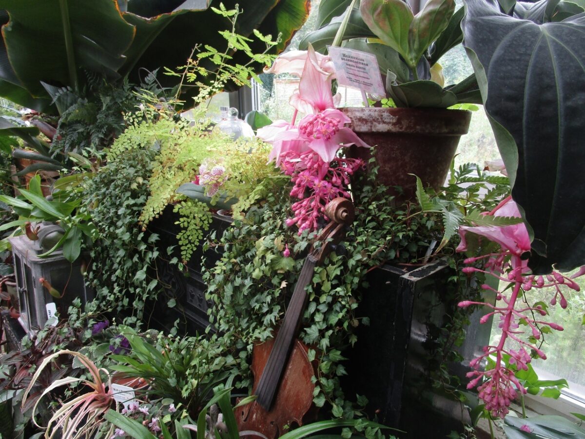 В Твери расцвела гламурная красавица Мединилла